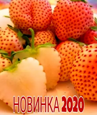 Виктория сорт Ананасная