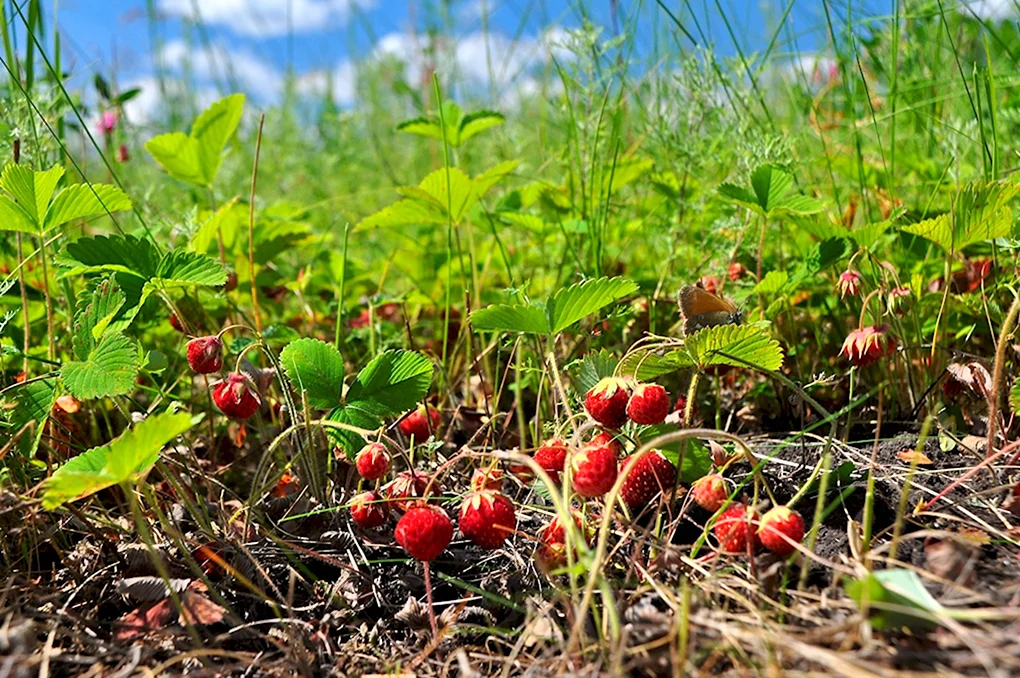 Земляника Дикая Лесная