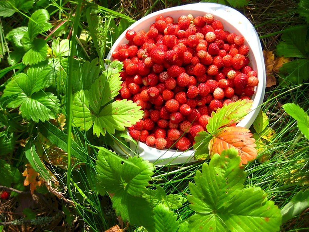 Земляника Лесная