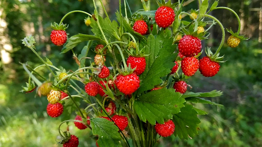 Земляника Лесная