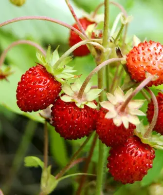 Земляника Лесная Fragaria vesca