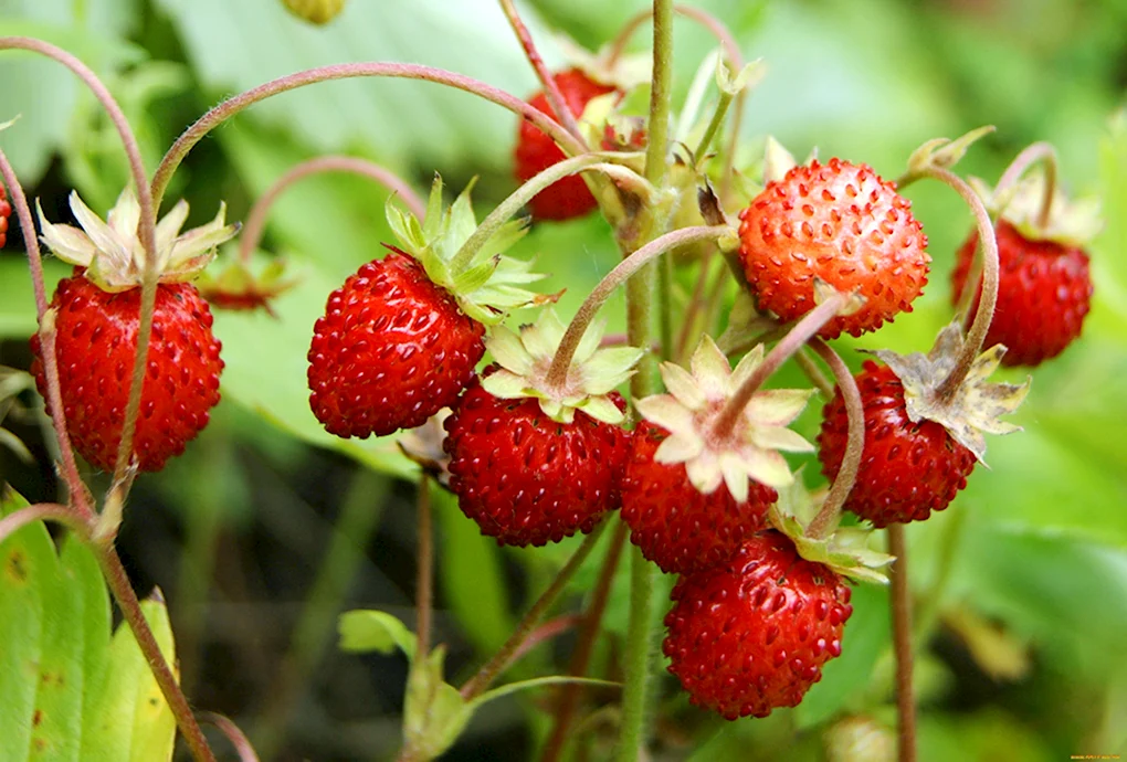 Земляника Лесная Fragaria vesca