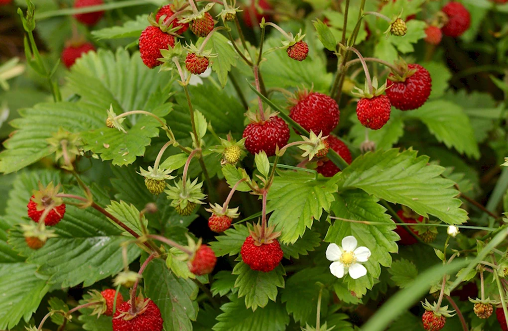 Земляника Лесная Fragaria vesca