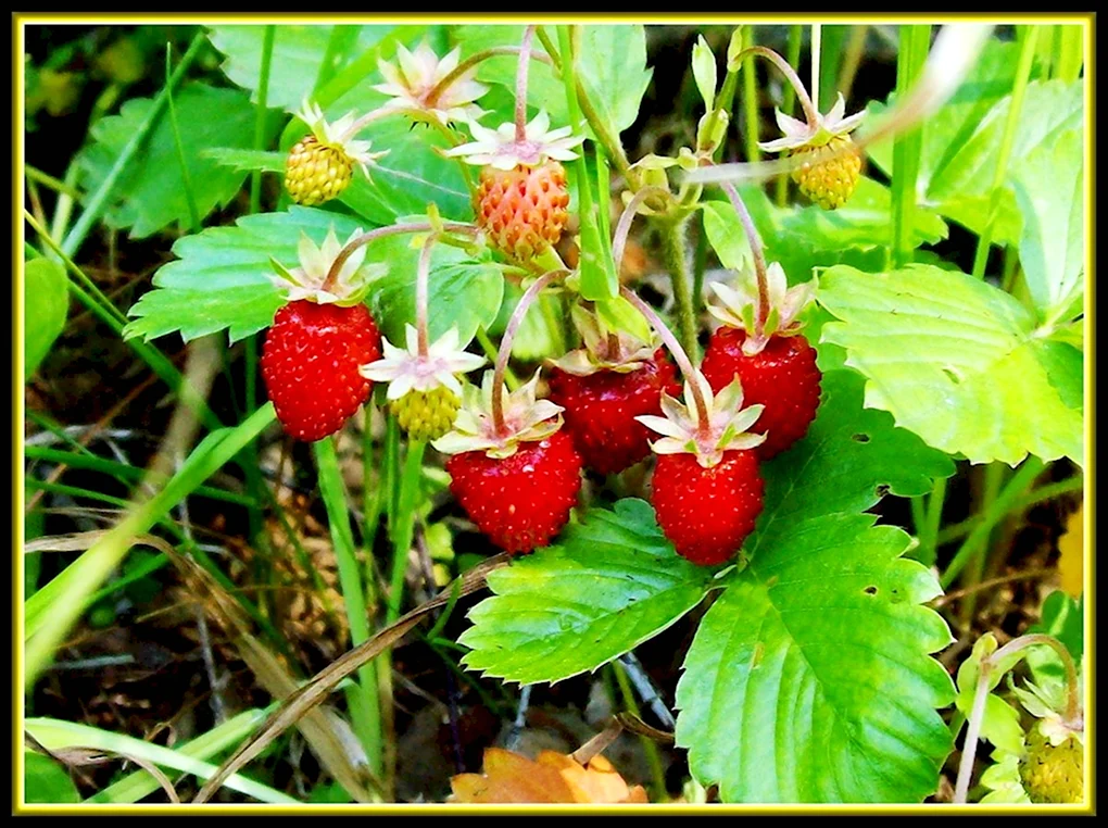 Земляника Лесная Fragaria vesca