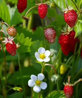 Земляника Лесная Fragaria vesca