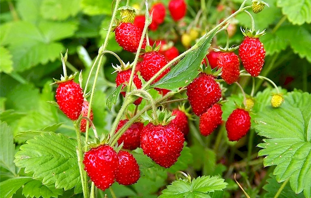 Земляника Лесная Fragaria vesca
