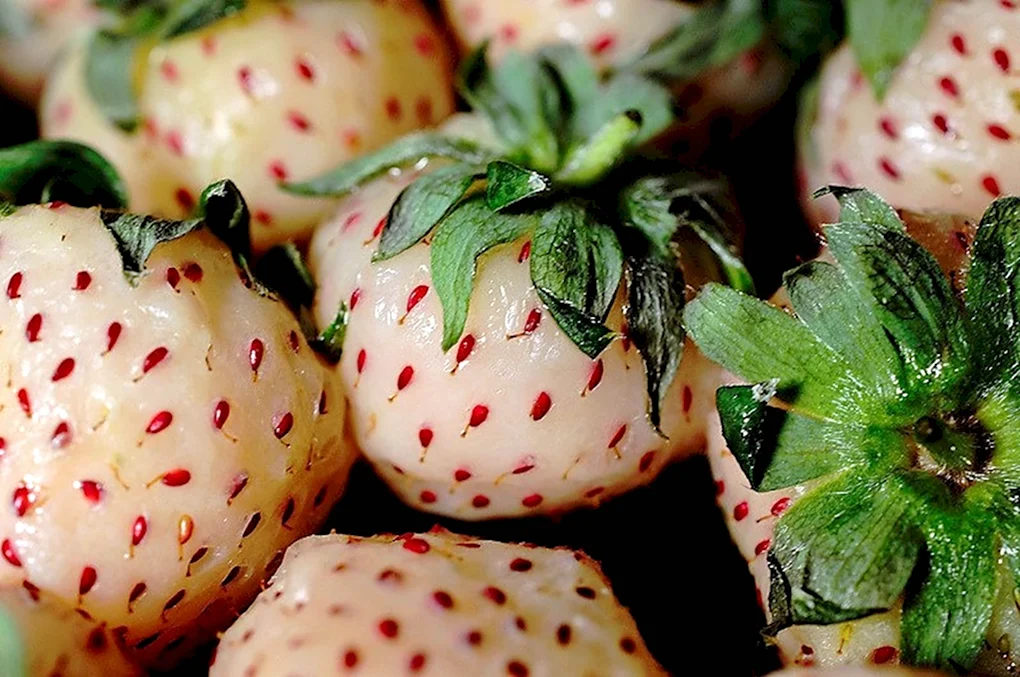 Земляника Пайнберри
