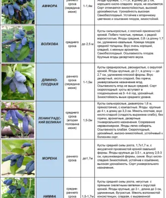 Жимолость сорта