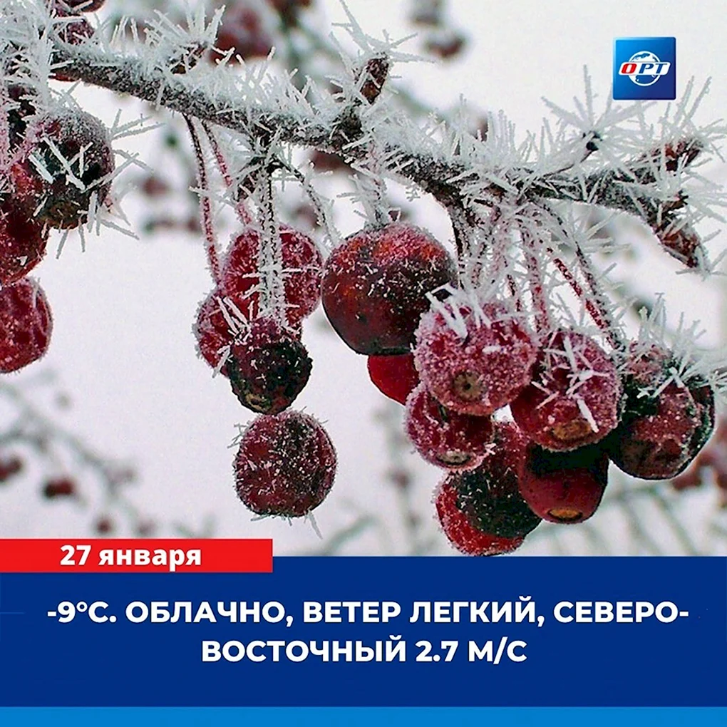 Зимние ягоды